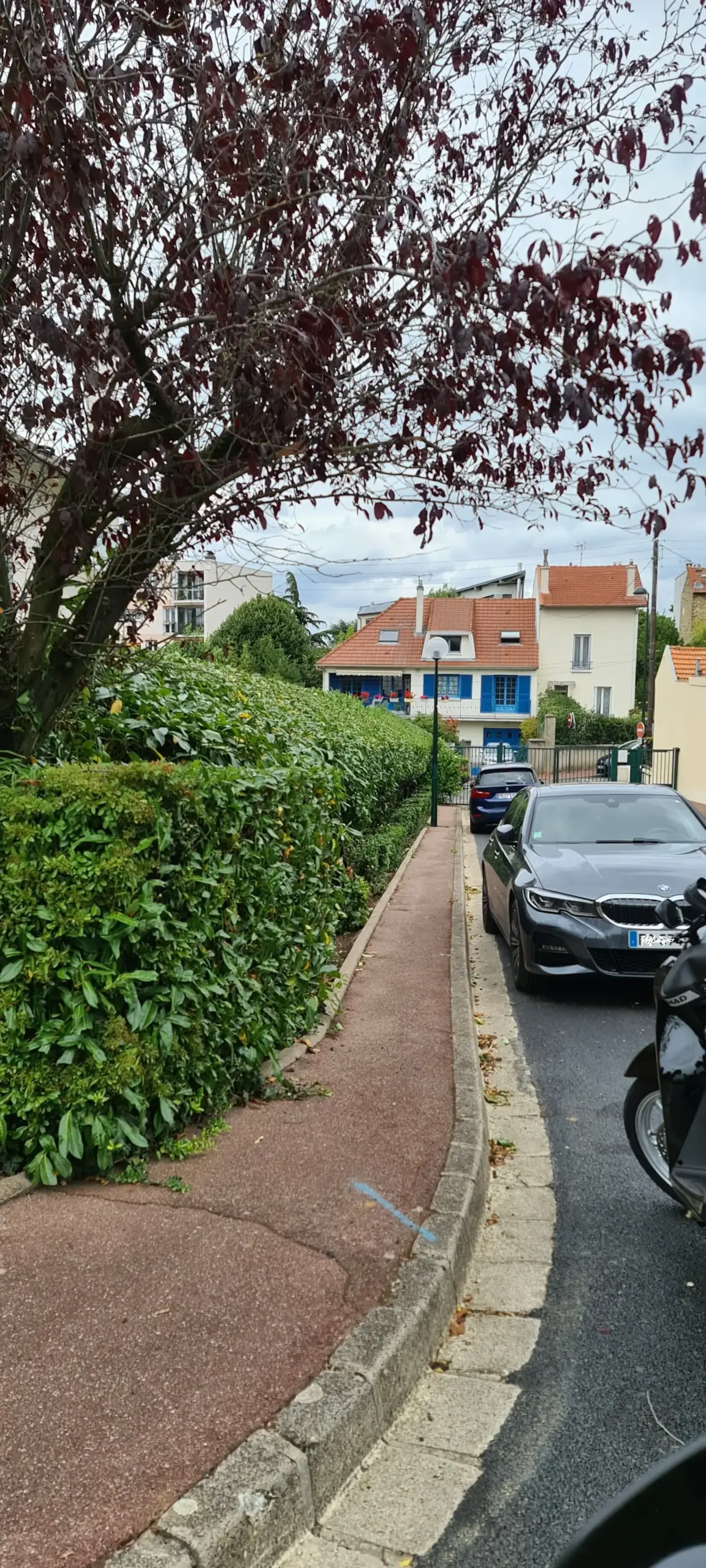 taille-de-haie-laurier-parlons-jardin