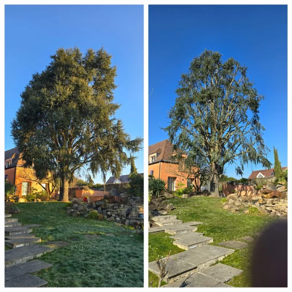 elagage-arbre-parlons-jardin
