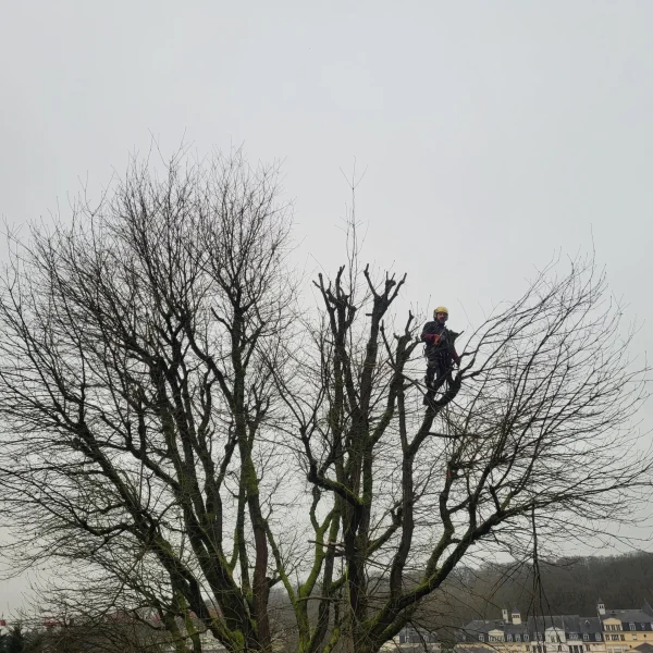 elagage-arbre-parlons-jardin