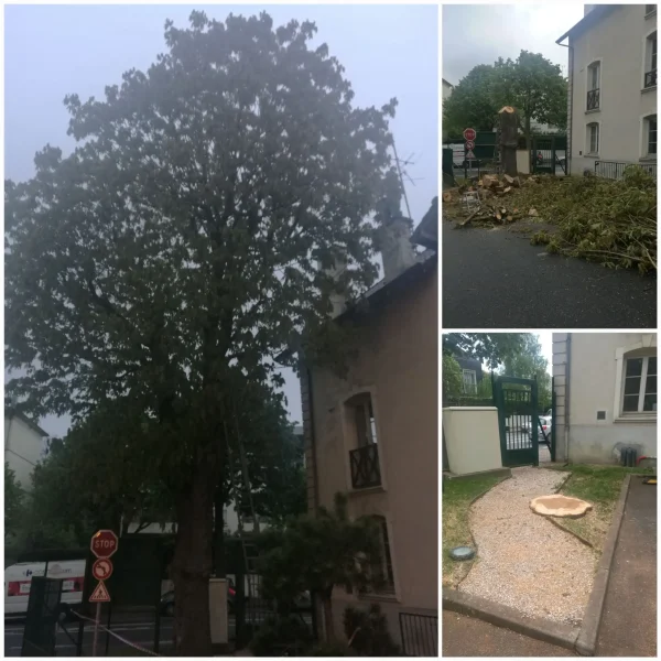 abbatage-arbre-parlons-jardin