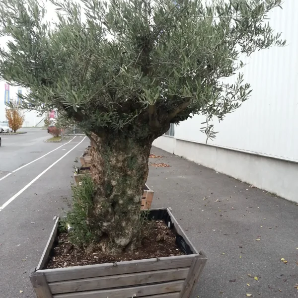 olivier-en-pot-parlons-jardin-92