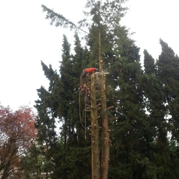 Élagage d’arbres pour un jardin sain et équilibré