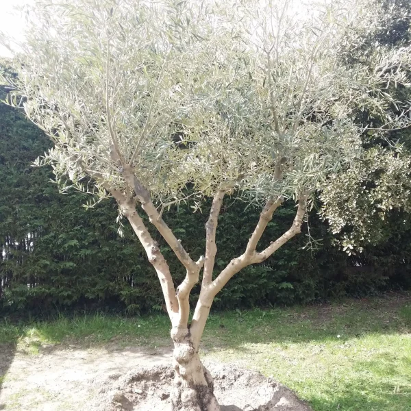 plantation-arbres-parlons-jardin