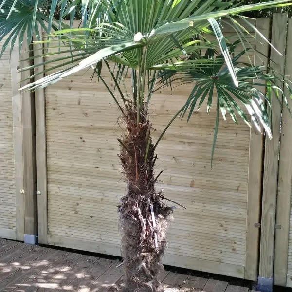 plessis-robinson-plantation-palmier-parlons-jardin