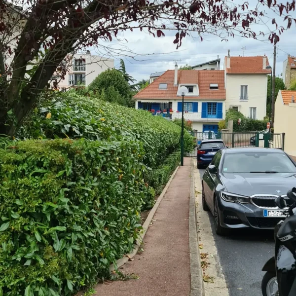 taille-de-haie-laurier-parlons-jardin
