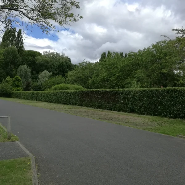 taille-de-haie-parlons-jardin